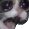 saddestcat