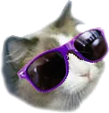 CoolerCat