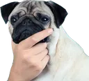 thinkdog
