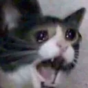 sadcat1