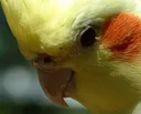 sadbirb