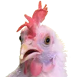 YDKJchicken YDKJchicken