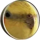 birbLARGE