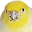 birbBROCC