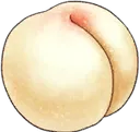 succulent