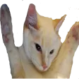 lionDongers