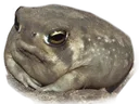 grumpy