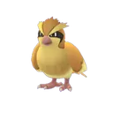 pidgey