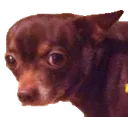 doggo