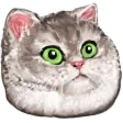 kitty