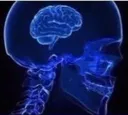 brain1 brain1