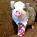 Funnypig