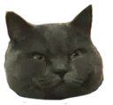 angrycat