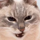 angery angery