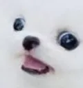 doggo