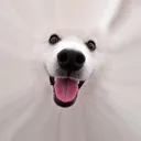 mana mana