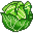cabbage