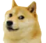 doge