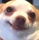 happydoggo