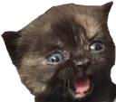 feralNerfs