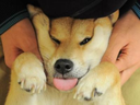 dogesquish Discord emoji