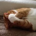 facepalmCat