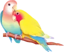 :lovebirbs: