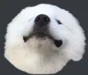 doggo1