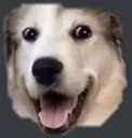doggo2