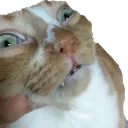 StupidFukinCat
