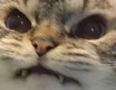 AngeryL
