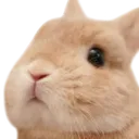 BunnyTik