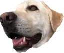 boomer