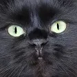 CatEmote
