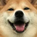 DogeHappy