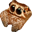 Spidder Discord emoji