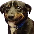 feelsdog