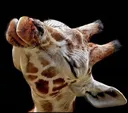 GiraffeSmooch
