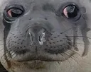 sadd
