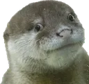 otter_smug otter_smug