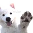 GWnukWaveBoie