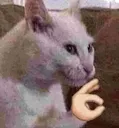 ok_cat