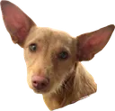 nala nala