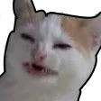catnobanana
