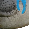 badger4