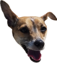 roody Discord emoji