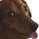 doghehe
