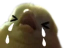 birbsob