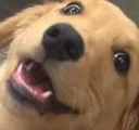 Wowee Wowee