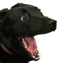 dogchamp